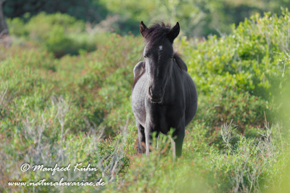 Giarapferd (Sardinien)_0183