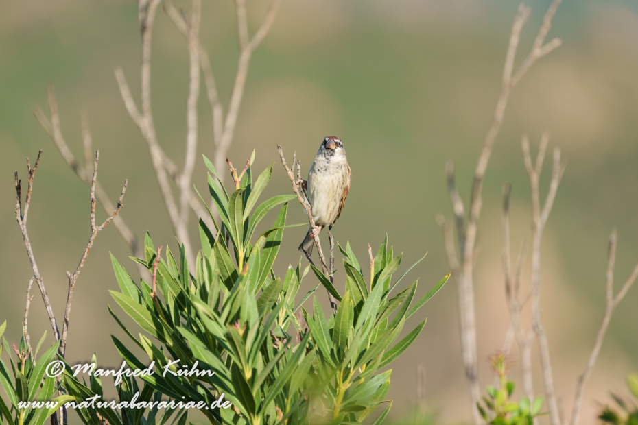 Weidensperling ()_0012