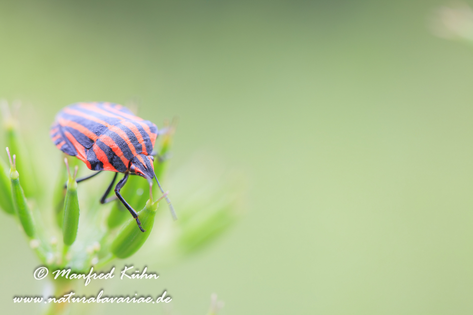 Streifenwanze ()_0002