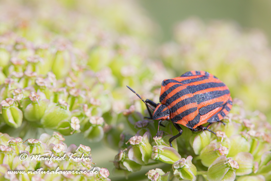 Streifenwanze ()_0008