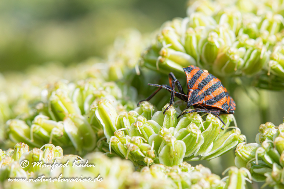 Streifenwanze ()_0009