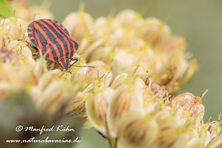 Streifenwanze ()_0014