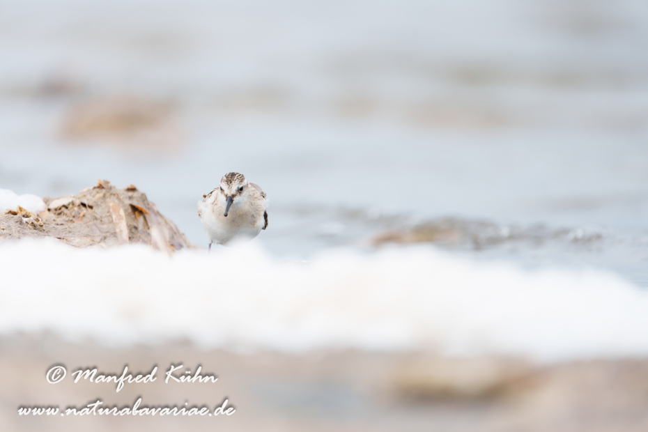 Strandläufer (Zwerg-)_0024
