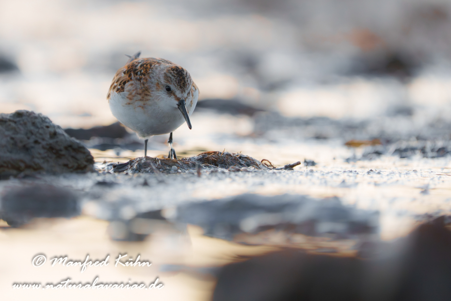 Strandläufer (Zwerg-)_0040