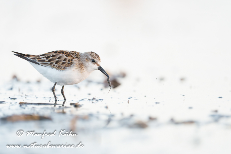 Strandläufer (Zwerg-)_0059