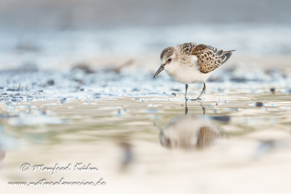 Strandläufer (Zwerg-)_0136