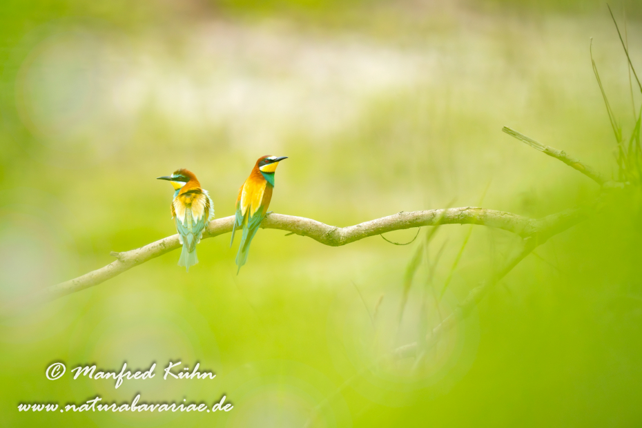 Bienenfresser ()_0003