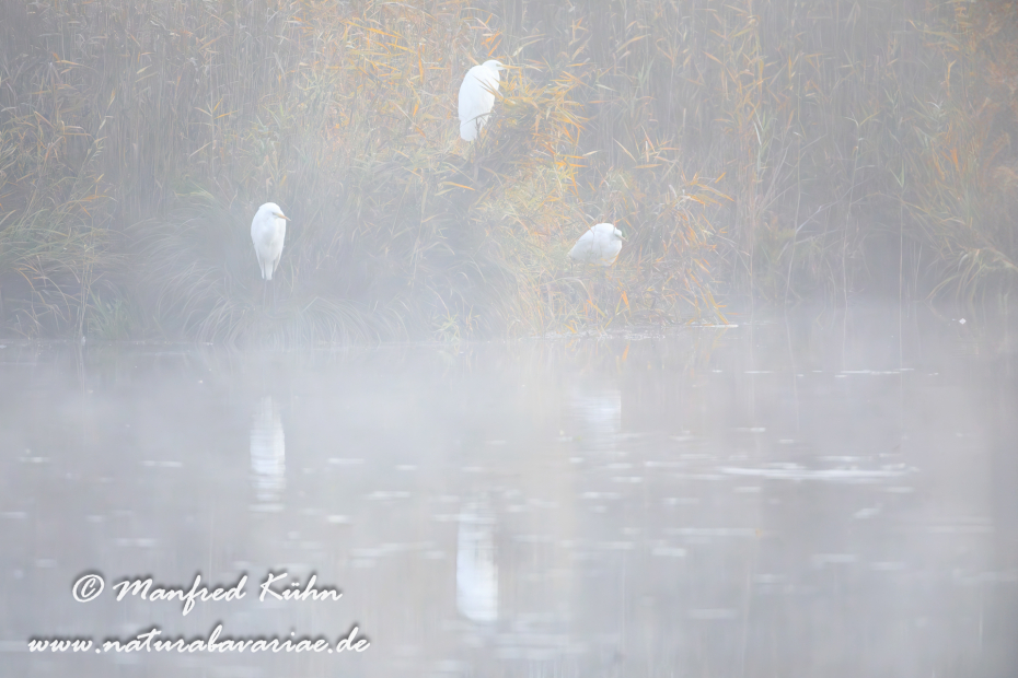 Silberreiher ()_0085