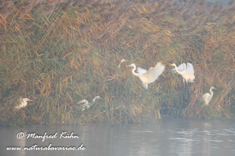 Silberreiher ()_0110