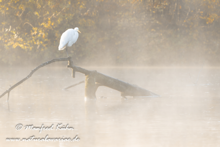 Silberreiher ()_0179