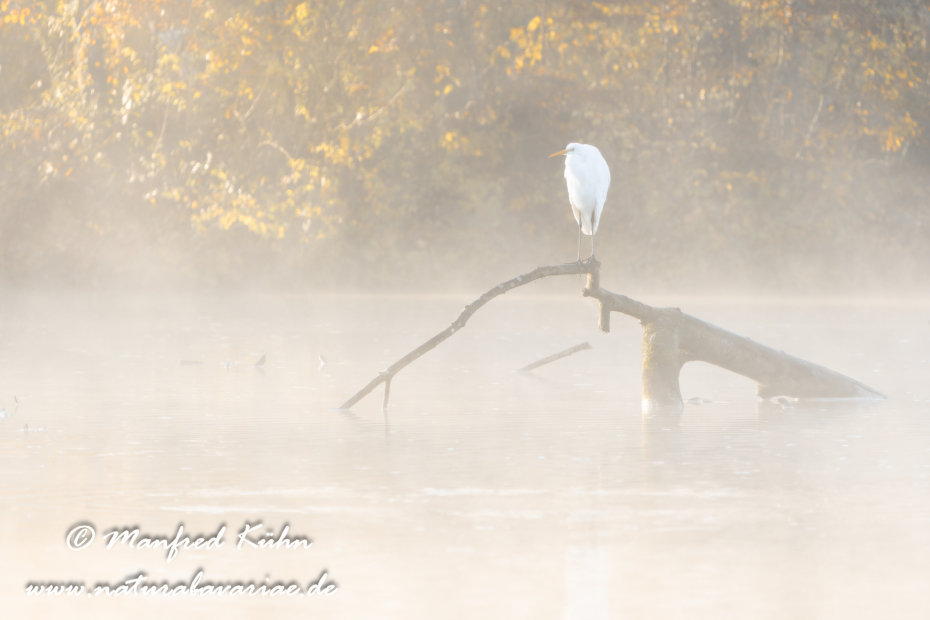 Silberreiher ()_0185