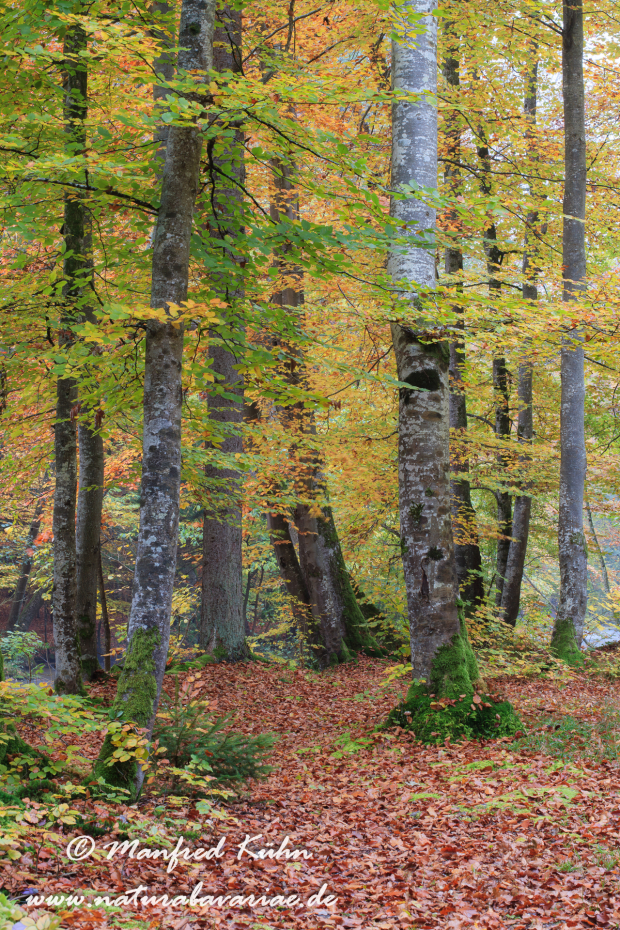 Herbst (Baeume)_0033