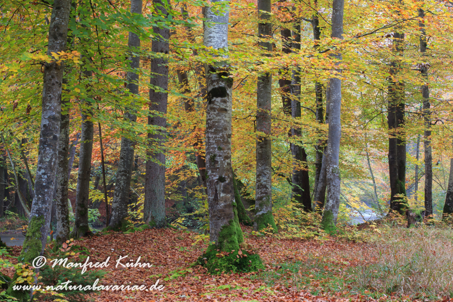 Herbst (Baeume)_0034