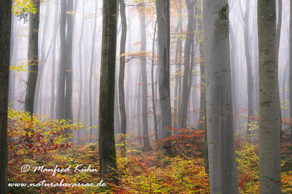 Herbst (Bäume)_0117