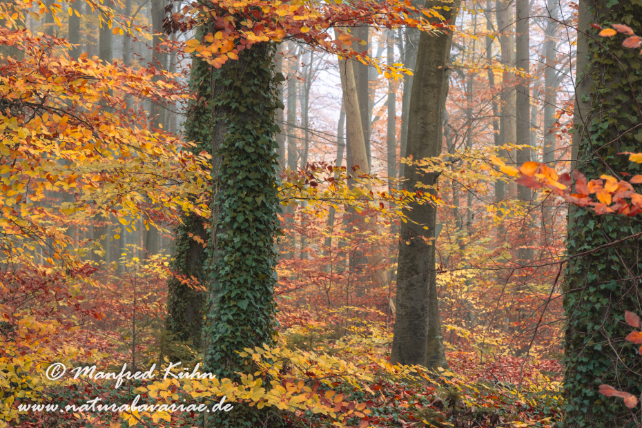 Herbst (Bäume)_0167