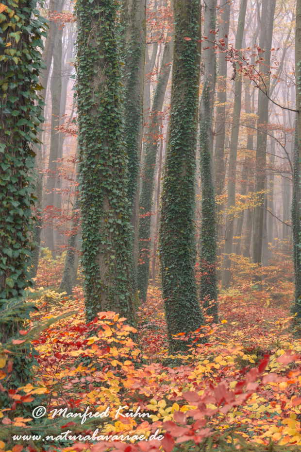 Herbst (Bäume)_0170
