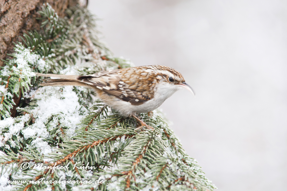 Baumläufer (Wald-)_0005