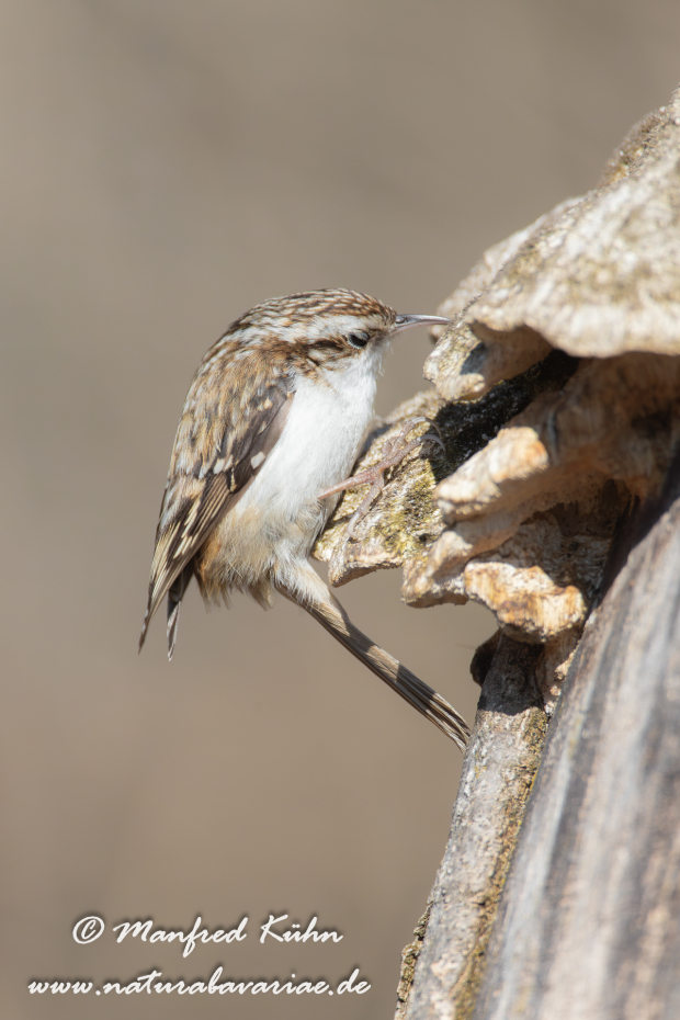 Baumläufer (Wald-)_0021