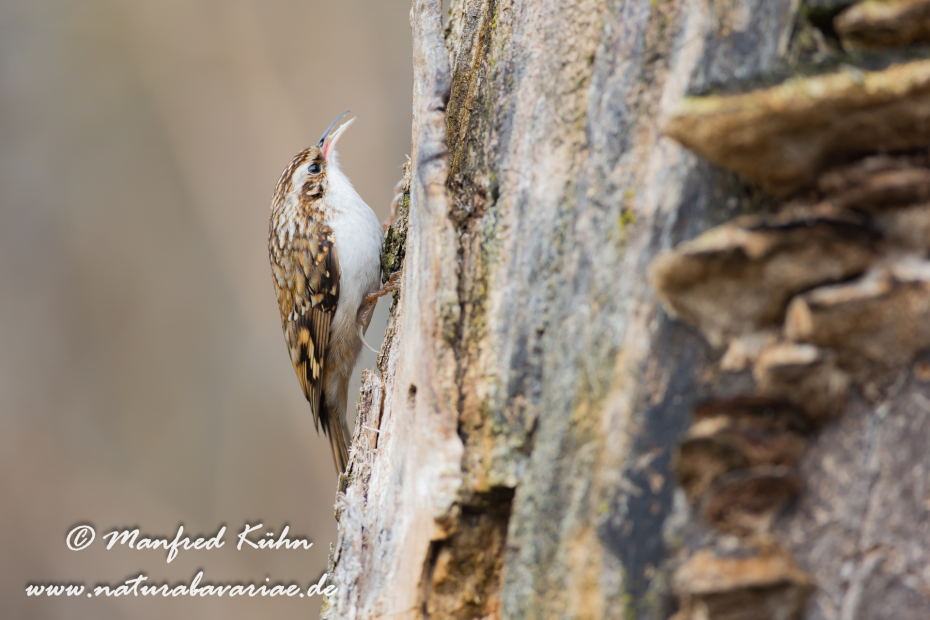 Baumläufer (Wald-)_0027