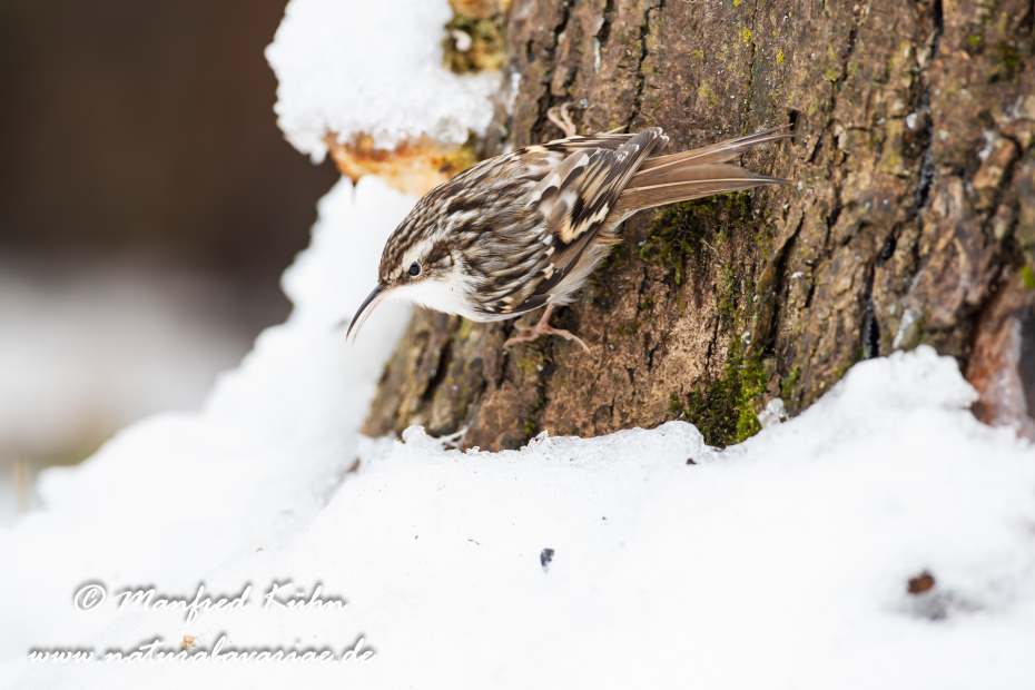 Baumläufer (Wald-)_0034