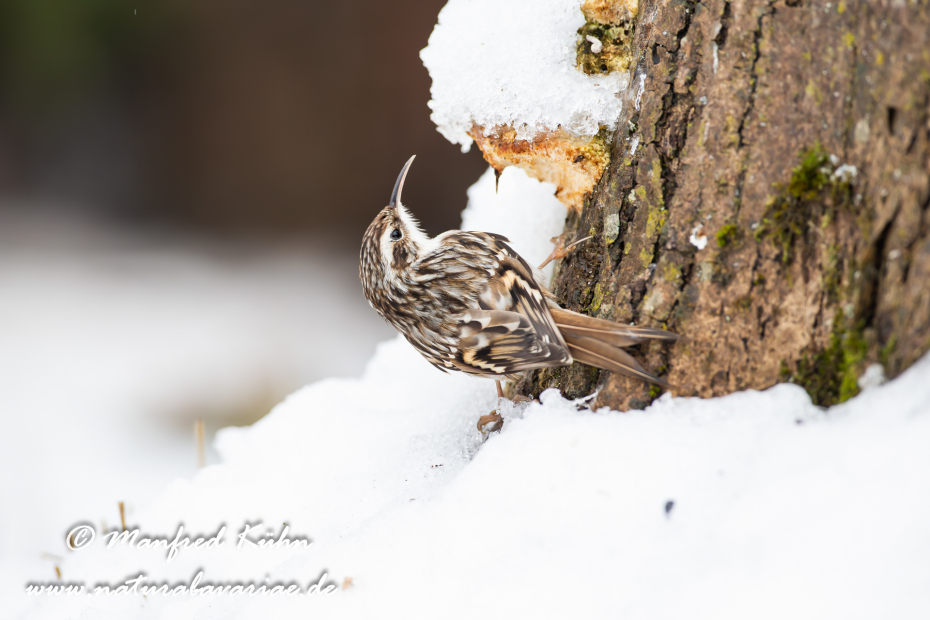 Baumläufer (Wald-)_0035
