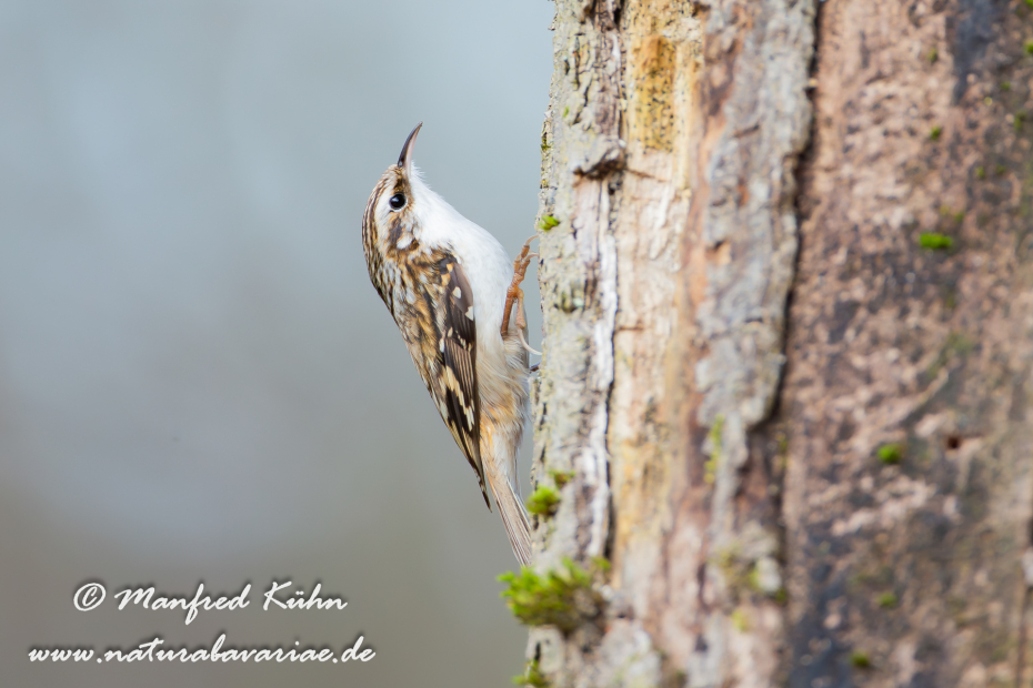 Baumläufer (Wald-)_0038