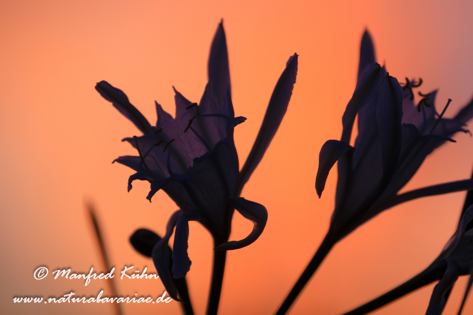 Trichternarzisse (Dünen-)_0031