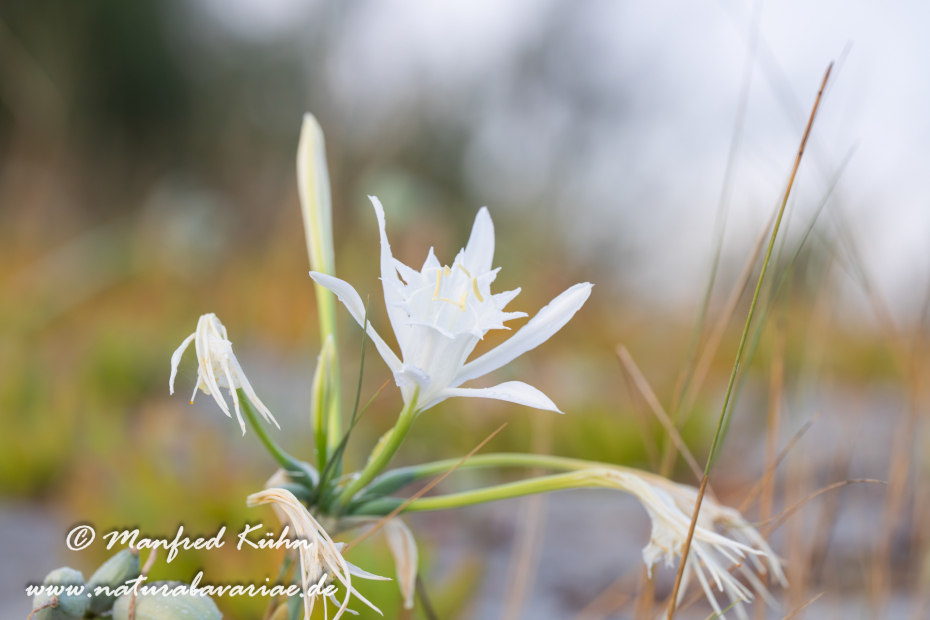 Trichternarzisse (Dünen-)_0057