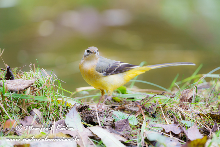 Gebirgsstelze ()_0149