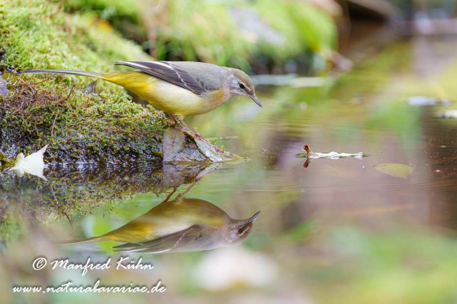 Gebirgsstelze ()_0154