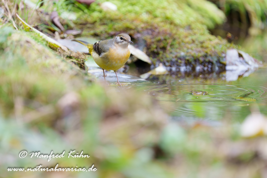 Gebirgsstelze ()_0157