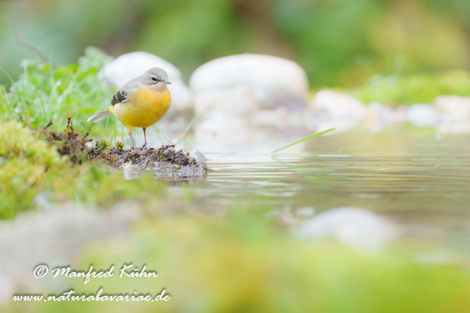 Gebirgsstelze ()_0174