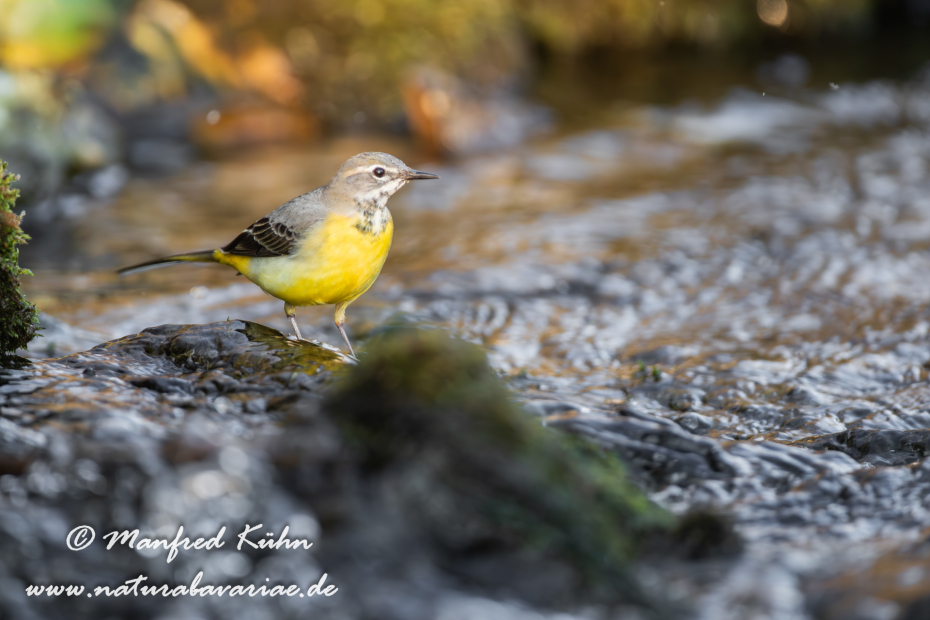 Gebirgsstelze ()_0001