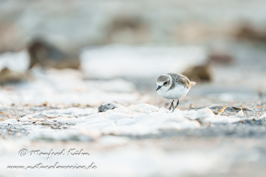 Seeregenpfeiffer ()_0083