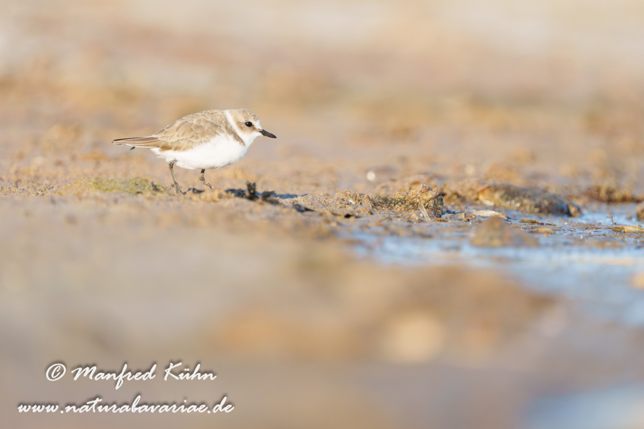 Seeregenpfeiffer ()_0114