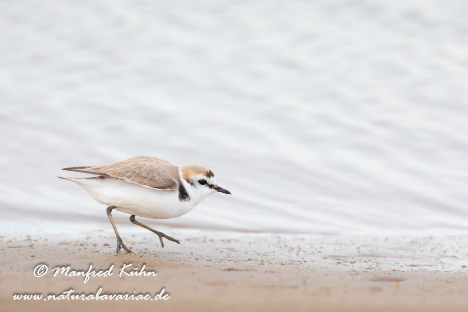 Seeregenpfeiffer ()_0006