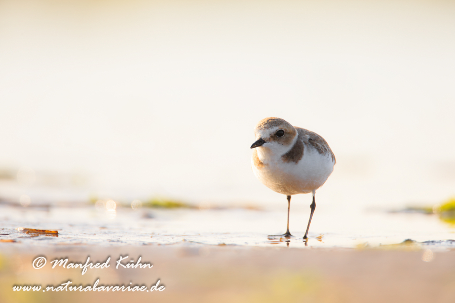 Seeregenpfeiffer ()_0028