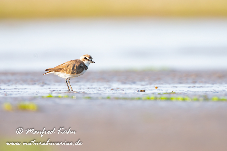 Seeregenpfeiffer ()_0036