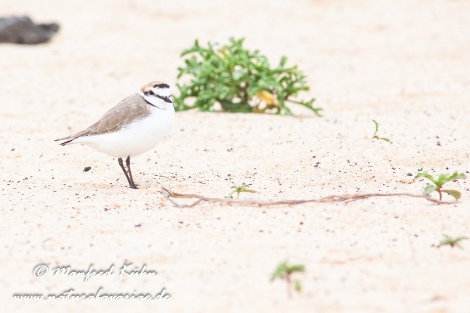 Seeregenpfeiffer ()_0046