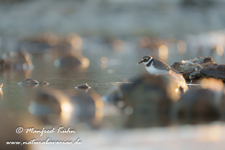 Sandregenpfeiffer ()_0059