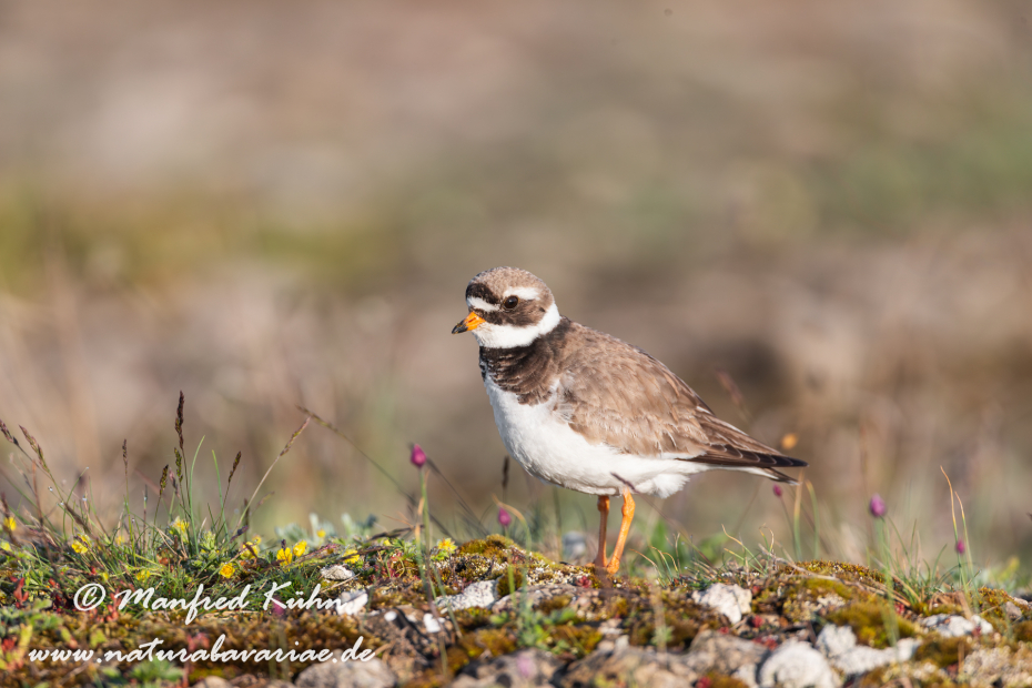 Sandregenpfeiffer ()_0006