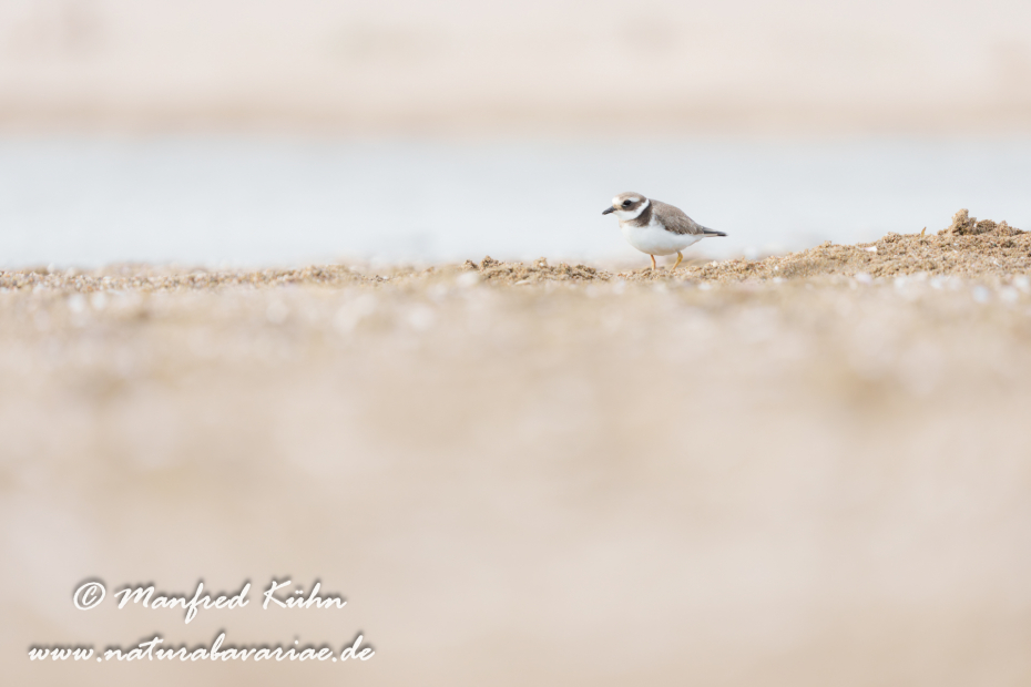 Sandregenpfeiffer ()_0032