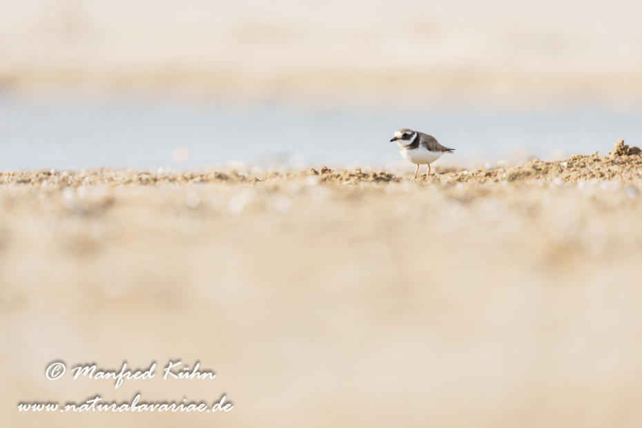 Sandregenpfeiffer ()_0033