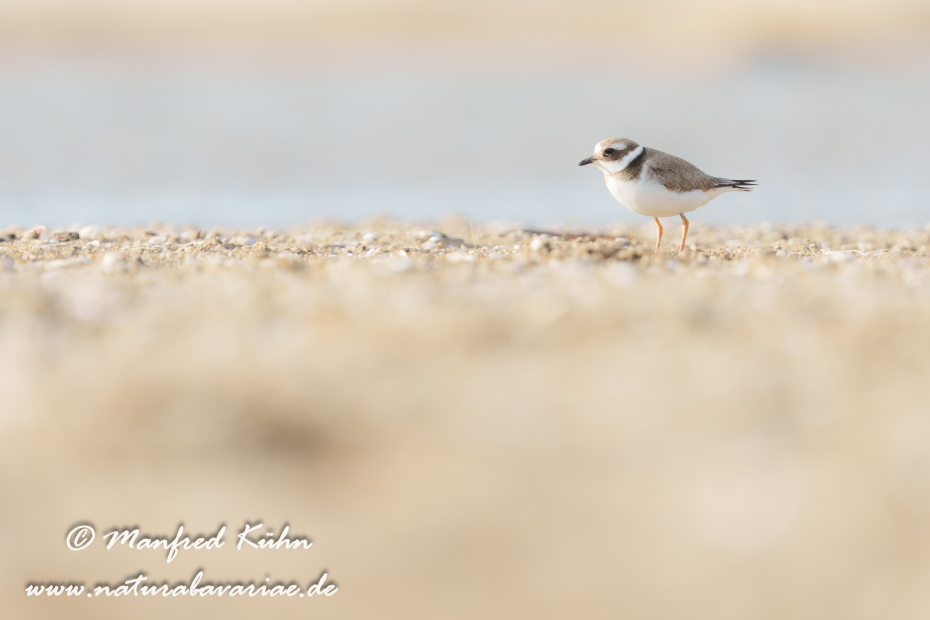 Sandregenpfeiffer ()_0037