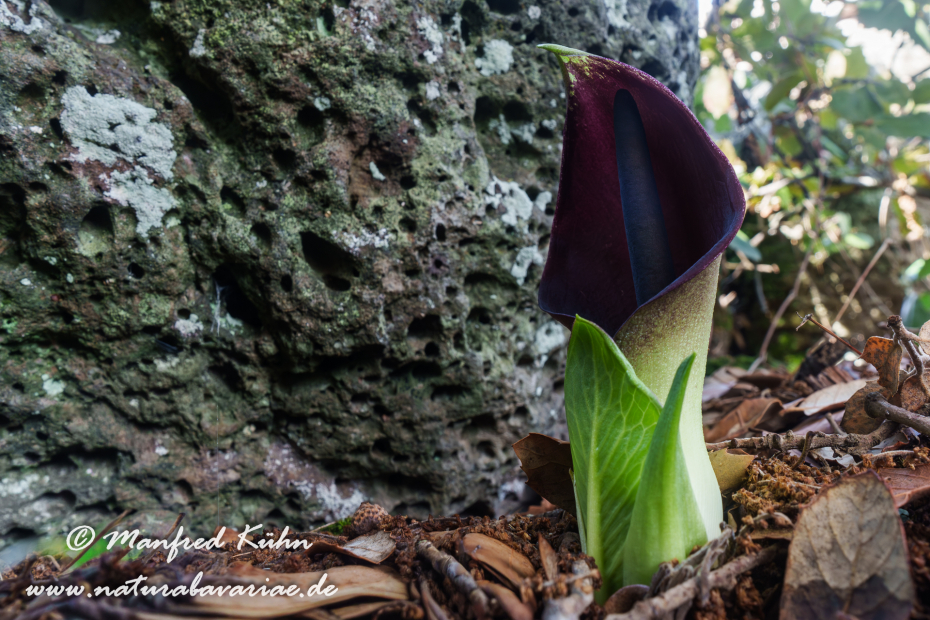 Aronstab (Bunter)_0006