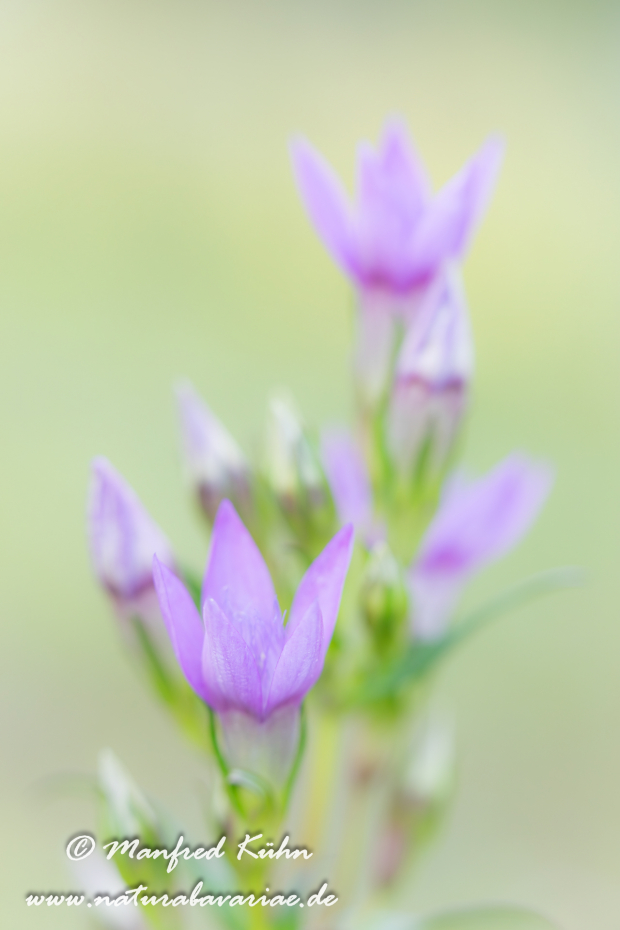 Enzian (Deutscher)_0040