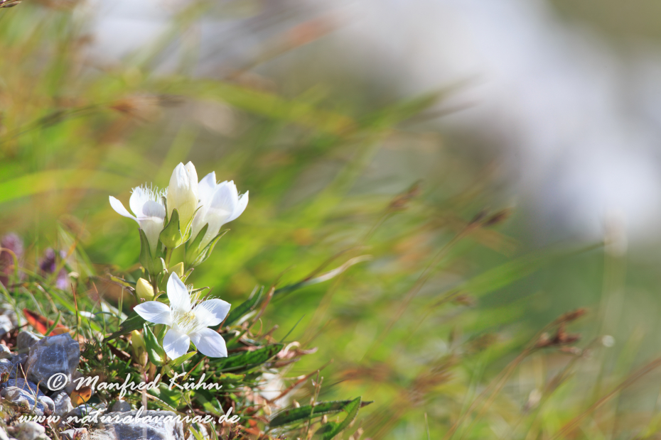 Enzian (Deutscher)_0057