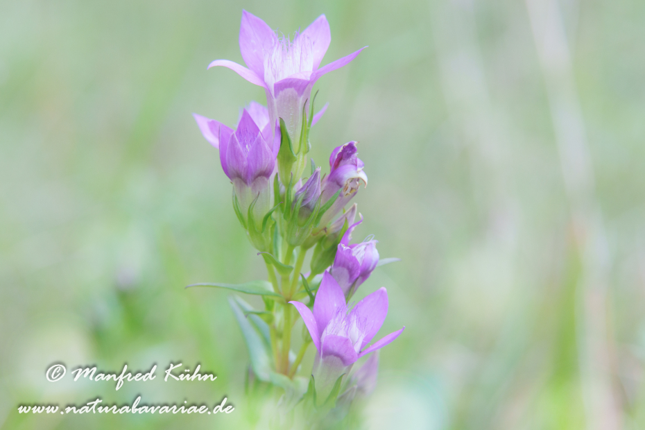 Enzian (Deutscher)_0061