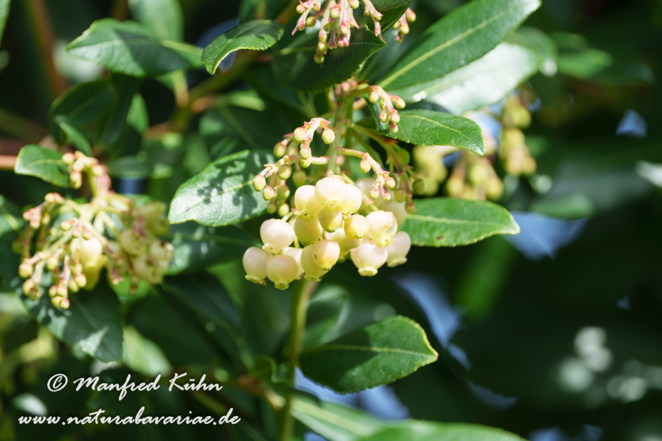 Erdbeerbaum (Westlicher)_0026