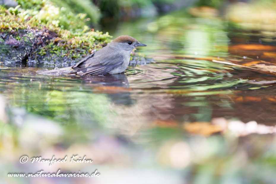 Grasmücke (Mönchs-)_0124